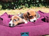 Beagle Yavrularımız