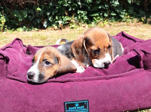 Beagle Yavrularımız görsel