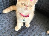 Exotic Shorthair Di̇şi̇