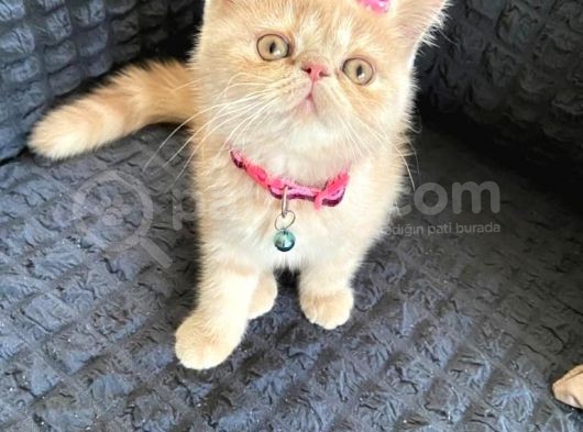 Exotic Shorthair Di̇şi̇ görsel