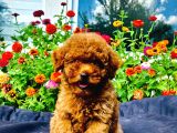 Dark Red Toy Poodle Yavrularimiz Si̇zlerle