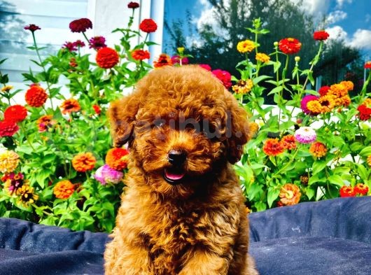 Dark Red Toy Poodle Yavrularimiz Si̇zlerle görsel