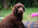 Safkan Chocolate Labrador Yavrularimiz