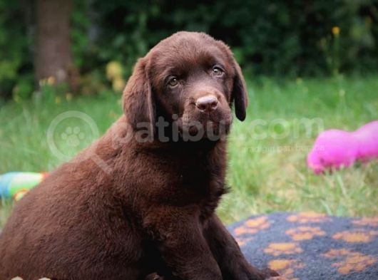 Safkan Chocolate Labrador Yavrularimiz