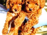 Di̇şi̇ Red Toy Poodle Yavrularimiz