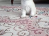 Silver Scottish Fold Blue Point Erkek