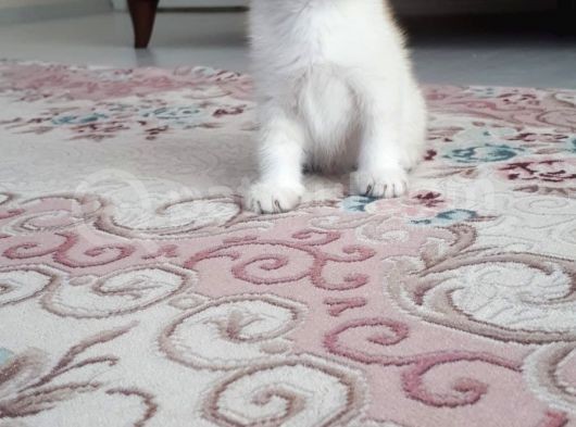 Silver Scottish Fold Blue Point Erkek görsel