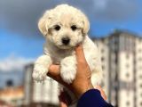 Dişi Ve Erkek Mevcut Maltese Terrier