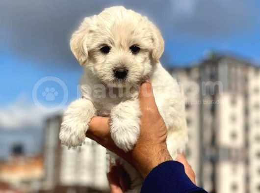 Dişi Ve Erkek Mevcut Maltese Terrier