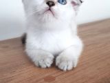 Silver Scottish Fold Blue Point Erkek