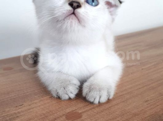 Silver Scottish Fold Blue Point Erkek görsel