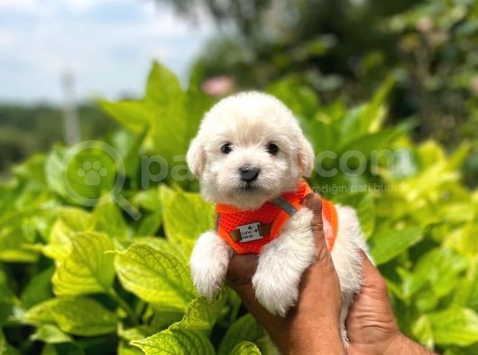 Yakişikli Maltese Terri̇er görsel