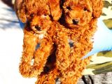Di̇şi̇ Red Toy Poodle Yavrularimiz