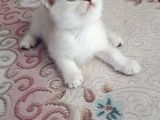 Silver Scottish Fold Blue Point Erkek
