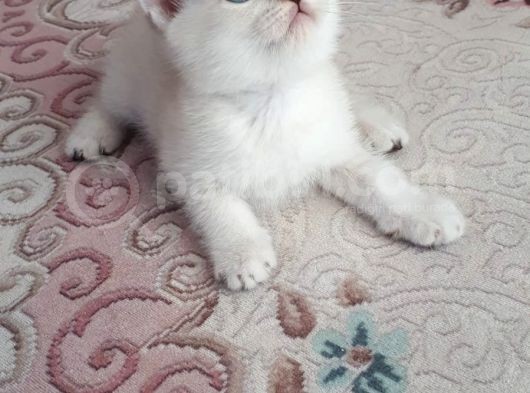 Silver Scottish Fold Blue Point Erkek görsel