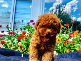Dark Red Toy Poodle Yavrularimiz Si̇zlerle