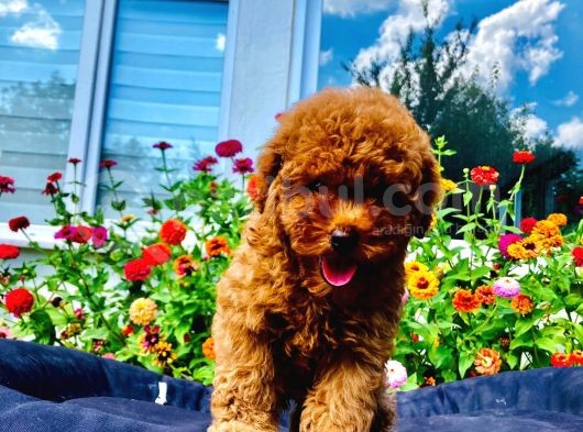 Dark Red Toy Poodle Yavrularimiz Si̇zlerle görsel