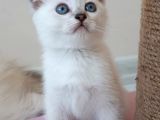 Silver Scottish Fold Blue Point Erkek
