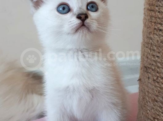Silver Scottish Fold Blue Point Erkek