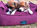 Beagle Yavrularımız