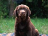 Safkan Chocolate Labrador Yavrularimiz