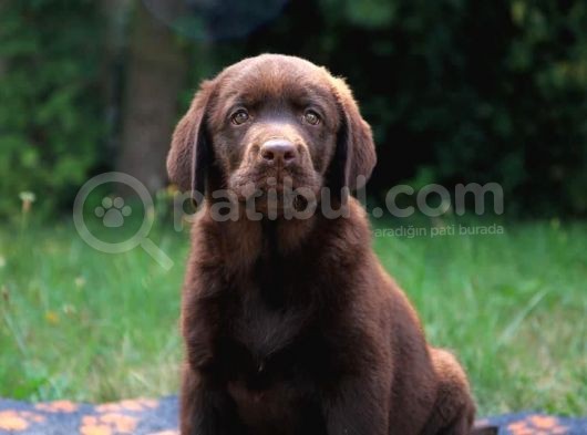 Safkan Chocolate Labrador Yavrularimiz görsel