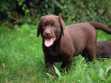 Safkan Chocolate Labrador Yavrularimiz