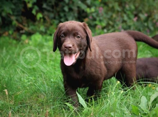 Safkan Chocolate Labrador Yavrularimiz görsel