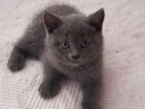 50 Günlük British Shorthair Yavrularımız