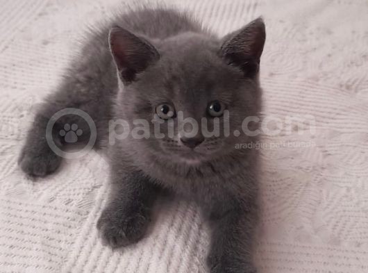 50 Günlük British Shorthair Yavrularımız görsel