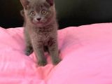 50 Günlük British Shorthair Yavrularımız