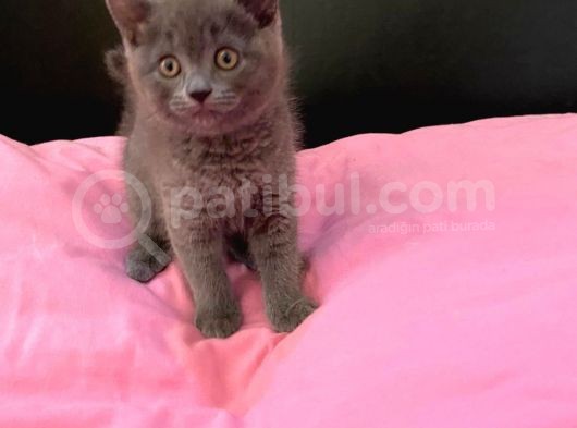 50 Günlük British Shorthair Yavrularımız görsel