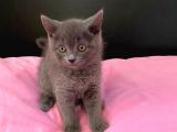 50 Günlük British Shorthair Yavrularımız