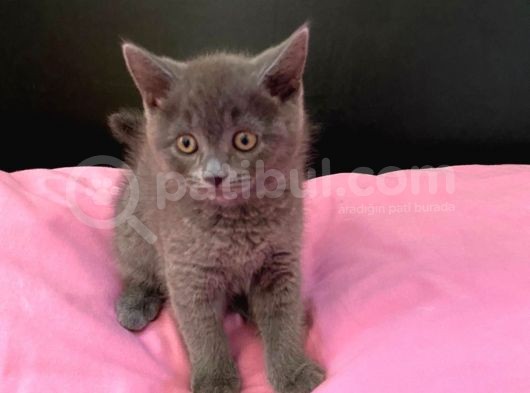 50 Günlük British Shorthair Yavrularımız görsel