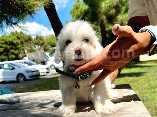 Wc Eğitimli 0 Numara Maltese görsel