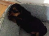 Rezerveye Açık Sıfır Numara Yorkshire Terrier Erkek