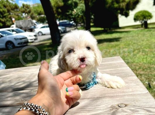 Wc Eğitimli 0 Numara Maltese görsel