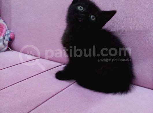 Harika Güzellikte Yavrumuz 