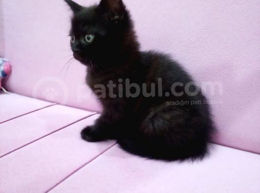 British Shortair Teslime Hazırdır
