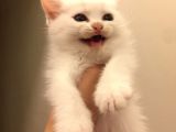British Kedi