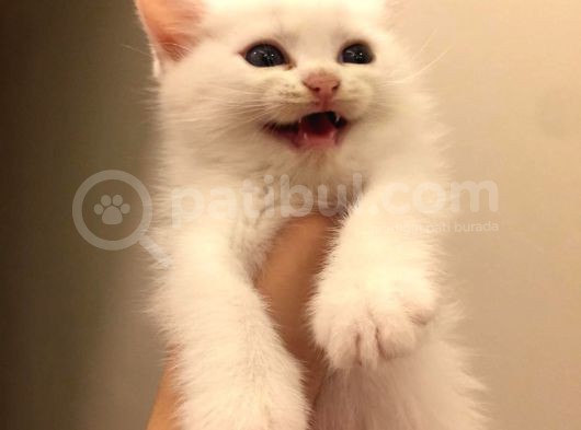 British Kedi görsel