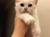 British Kedi
