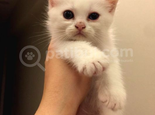 British Kedi görsel
