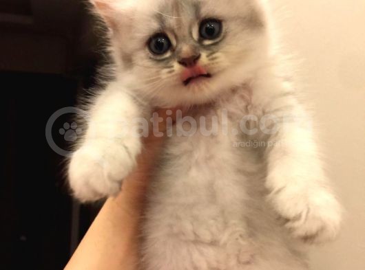 British Kedi görsel