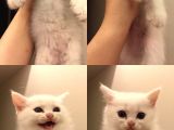British Kedi
