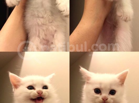 British Kedi