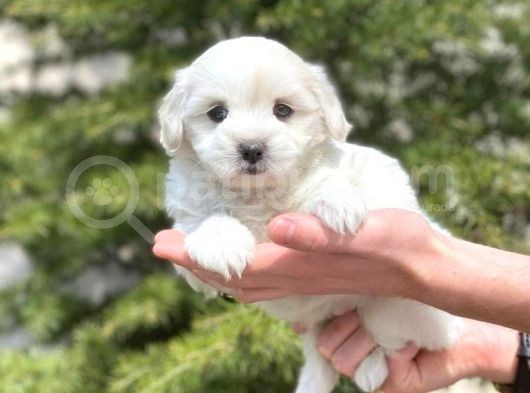 Prenses Kızımız Maltese Terrier