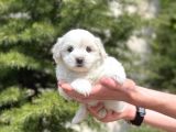 Prenses Kızımız Maltese Terrier
