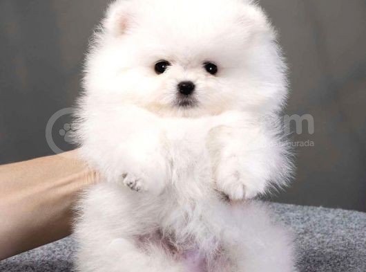 Teddy Face Orji̇nal Pomerani̇an Boo Yavrularimiz