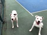 20.06.2021 Doğumlu Saf Kan Dogo Argentino